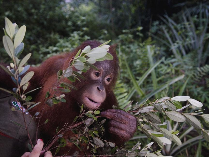 Дитячий садок для орангутангів