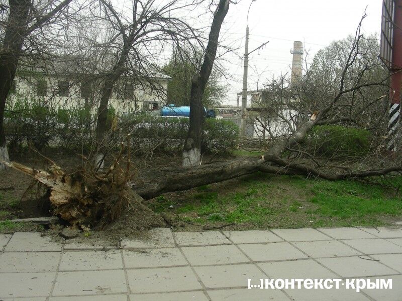 В Крыму ураган валит деревья и крушит автомобили