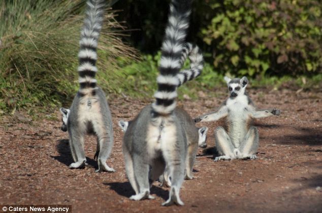 Как медитируют лемуры. Фото