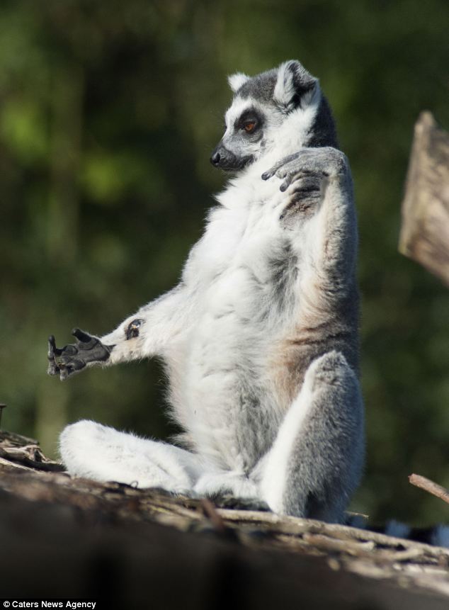 Как медитируют лемуры. Фото