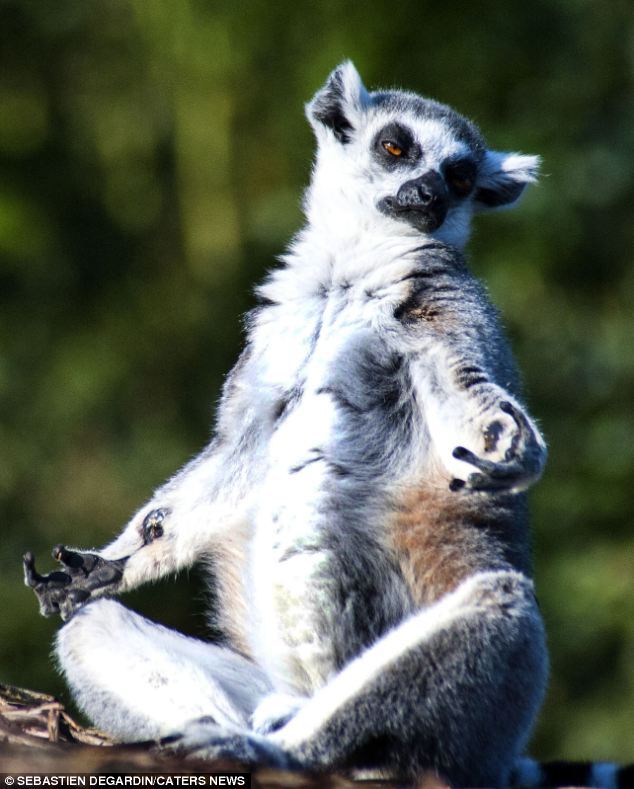 Как медитируют лемуры. Фото