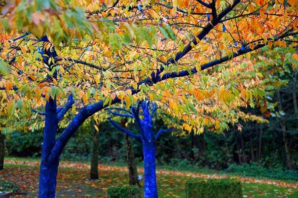 Австралійський художник, щоб врятувати дерева, робить їх синіми. Фото