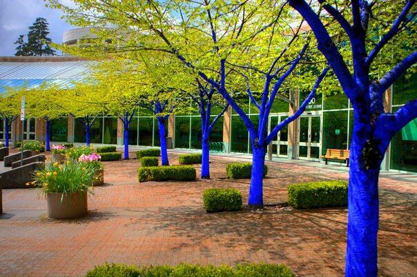 Австралійський художник, щоб врятувати дерева, робить їх синіми. Фото