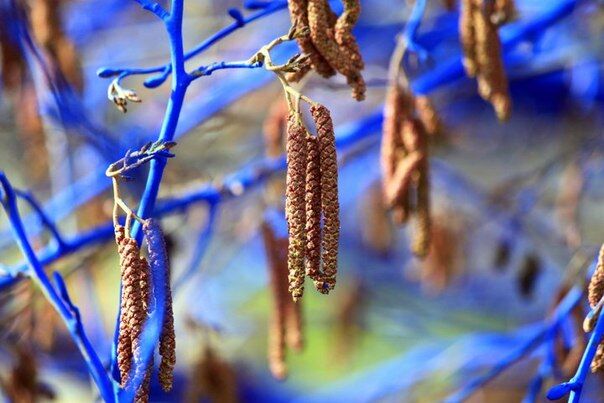 Австралійський художник, щоб врятувати дерева, робить їх синіми. Фото