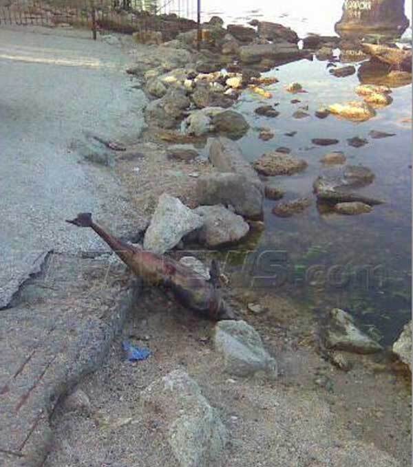 Пляжі Феодосії завалило мертвими дельфінами