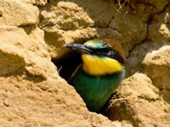 У Туреччині зловили птицю, шпигунами на Ізраїль. Фото