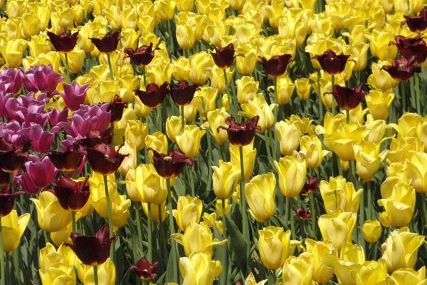 В Киеве зацвели тюльпановые поля. Фото