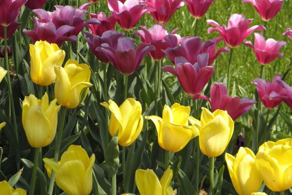 В Киеве зацвели тюльпановые поля. Фото