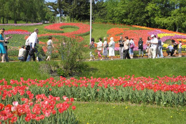 В Киеве зацвели тюльпановые поля. Фото