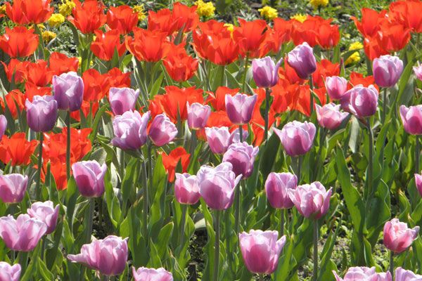 В Киеве зацвели тюльпановые поля. Фото