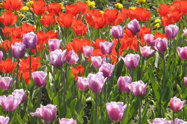 В Киеве зацвели тюльпановые поля. Фото