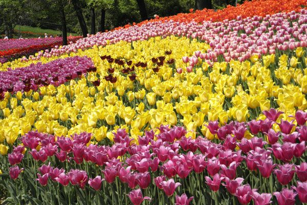 В Киеве зацвели тюльпановые поля. Фото