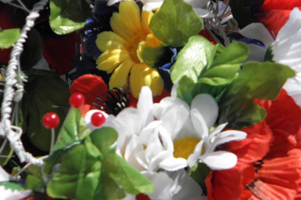 В Киеве зацвели тюльпановые поля. Фото