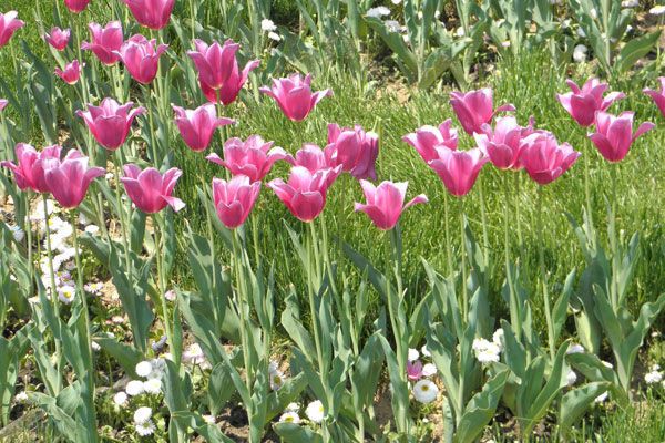 В Киеве зацвели тюльпановые поля. Фото
