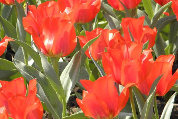 В Киеве зацвели тюльпановые поля. Фото