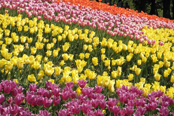 В Киеве зацвели тюльпановые поля. Фото