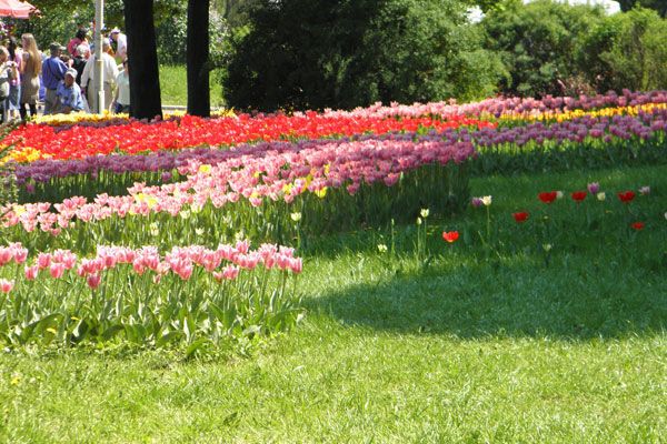 В Киеве зацвели тюльпановые поля. Фото