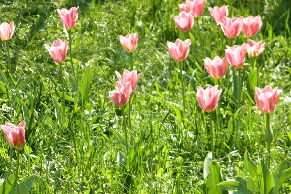 В Киеве зацвели тюльпановые поля. Фото