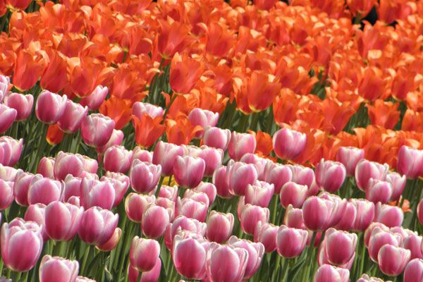 В Киеве зацвели тюльпановые поля. Фото