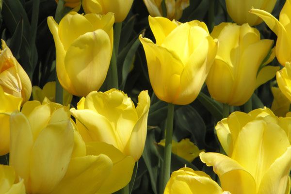 В Киеве зацвели тюльпановые поля. Фото