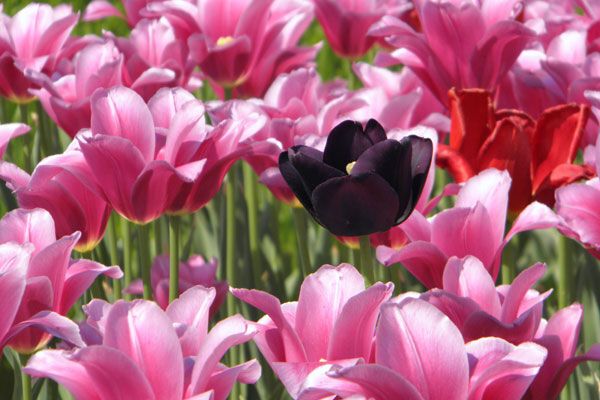В Киеве зацвели тюльпановые поля. Фото