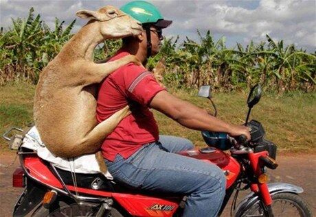 Очумелые мотоциклисты. Фото 