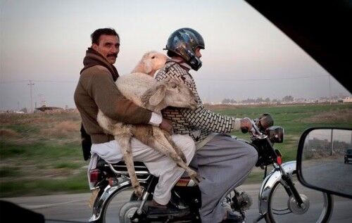 Очумелые мотоциклисты. Фото 