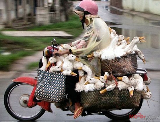 Очумелые мотоциклисты. Фото 