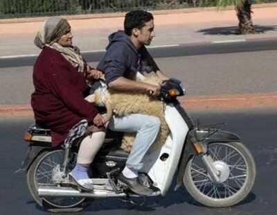 Очумелые мотоциклисты. Фото 