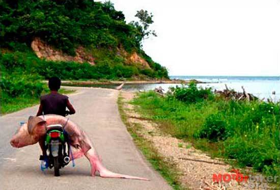 Очумелые мотоциклисты. Фото 