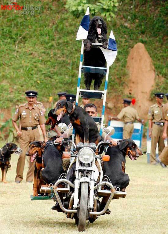 Очумелые мотоциклисты. Фото 