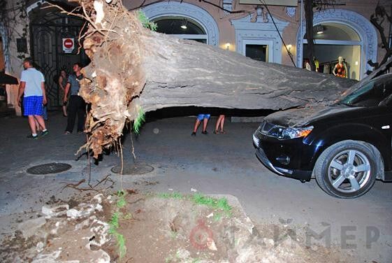 В Одессе огромное дерево упало и раздавило иномарку. Фото