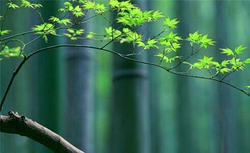 Японія святкує День зелені. Фото