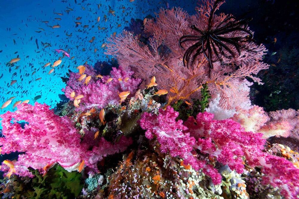 Лучшие подводные снимки 2012