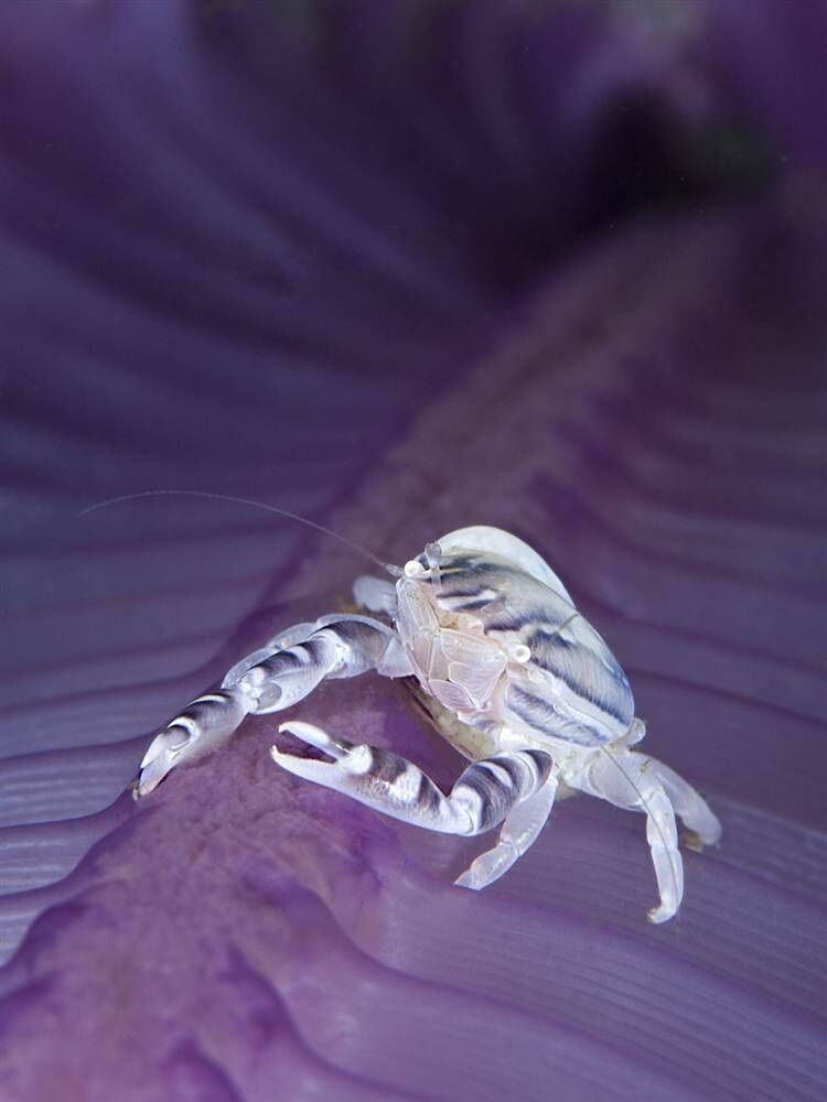 Лучшие подводные снимки 2012