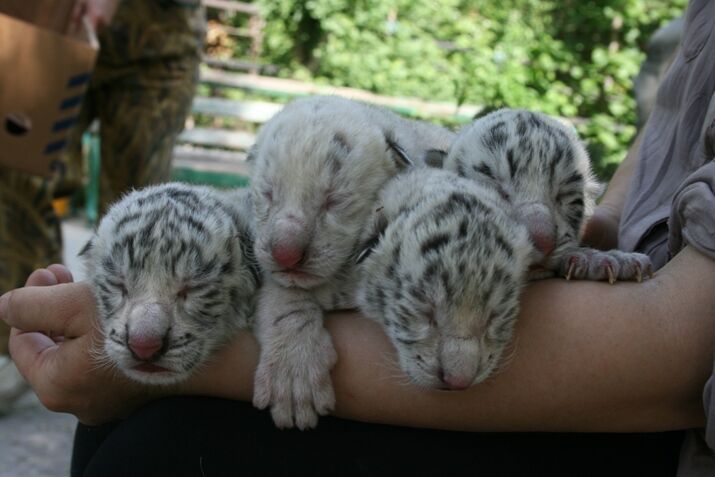 Тигрюля родила трех мальчиков и девочку. Фото
