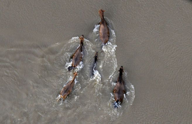 Амазонка вышла из берегов: эвакуированы 74 тысячи семей