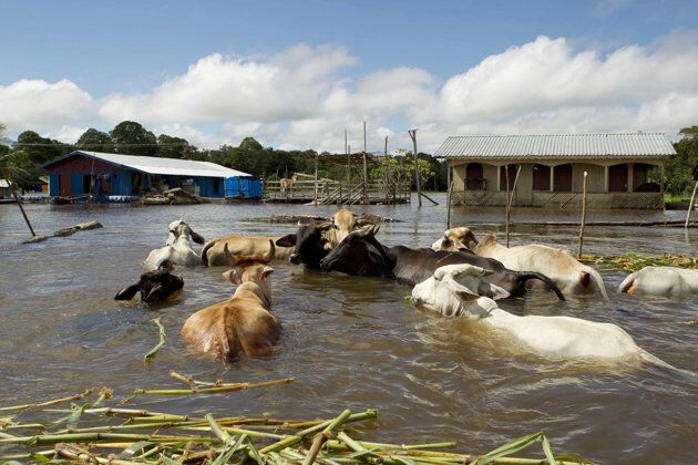 Амазонка вышла из берегов: эвакуированы 74 тысячи семей