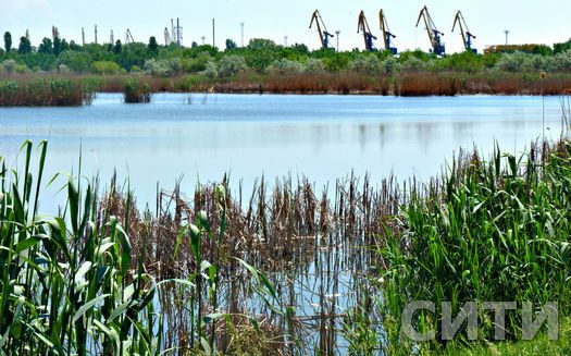 Озеро в Измаиле покрылось мертвой рыбой. Фото