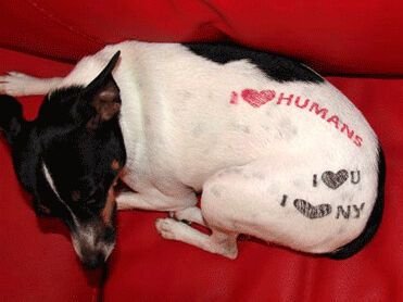 Американцы массово делают собакам татуировки. Фото