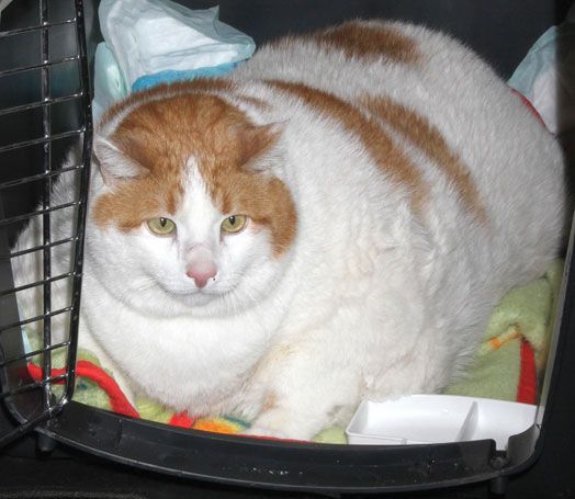 В США умер самый толстый кот мира. Фото