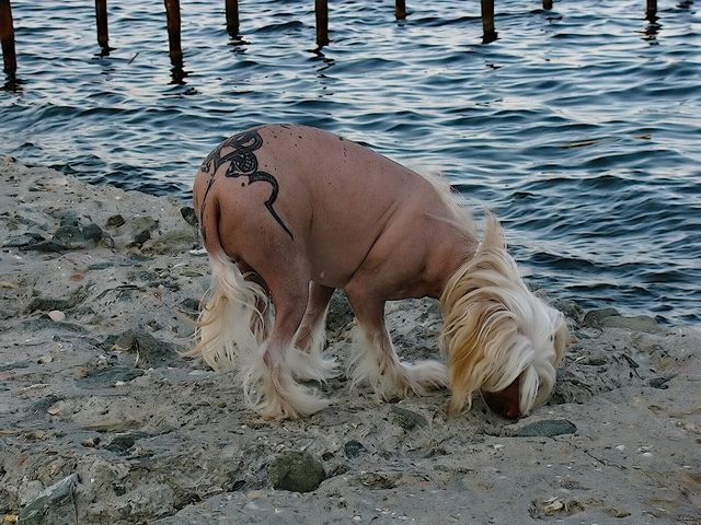 Американцы массово делают собакам татуировки. Фото