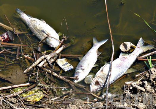 Озеро в Измаиле покрылось мертвой рыбой. Фото