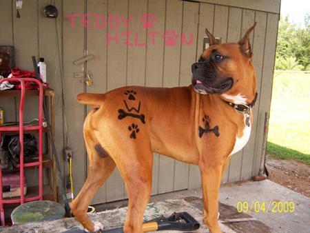 Американцы массово делают собакам татуировки. Фото