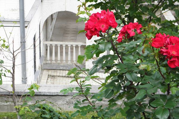 Миллион лаврских роз. Фоторепортаж