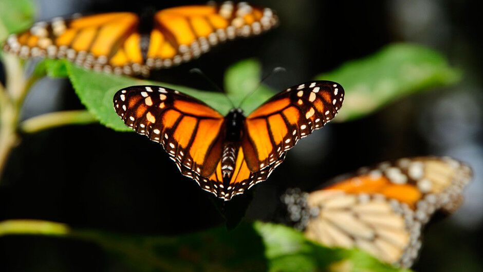 Миграция бабочек - монархов
