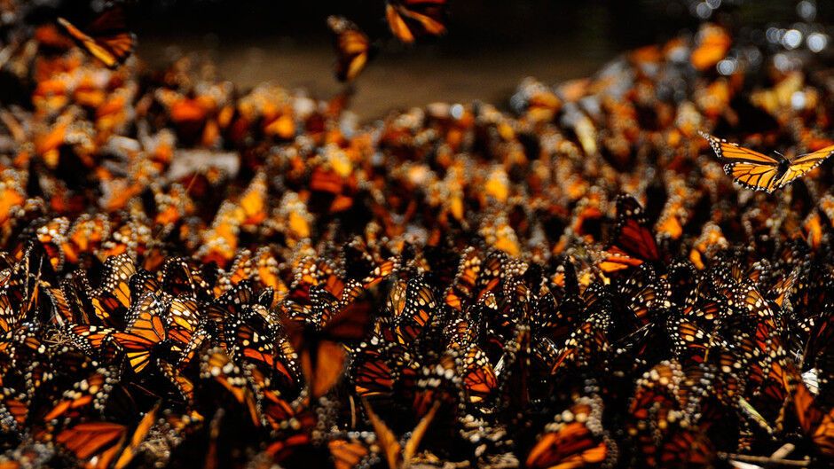 Миграция бабочек - монархов