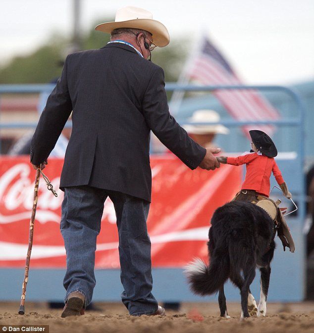 Обезьяна оседлала собаку на родео. Фото