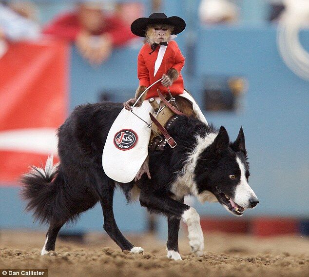 Обезьяна оседлала собаку на родео. Фото