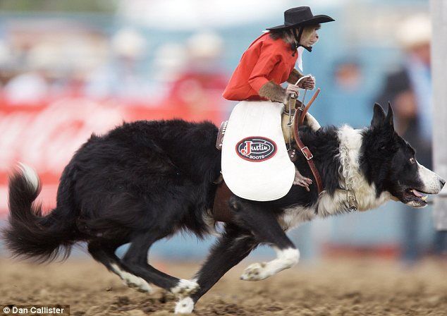 Обезьяна оседлала собаку на родео. Фото